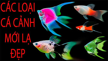 CÁ GIỐNG MỚI ĐẸP LẠ - SÀN CÁ CẢNH - TV