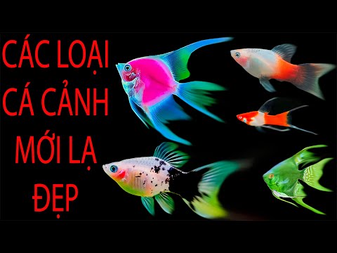 Video CÁ GIỐNG MỚI ĐẸP LẠ - SÀN CÁ CẢNH - TV - youtube