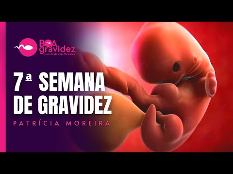 7 SEMANAS DE GRAVIDEZ - Série A Formação Humana