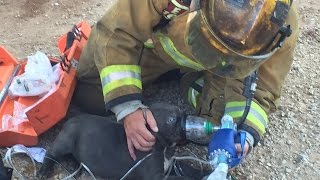 Tucson firefighters use pet CPR on dogs