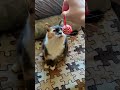 Да идите вы со своими игрушками смешно юмор кошки Cat Animals кот смешныекошки Да идите вы со своими игрушками смешно юмор кошки Cat Animals кот смешныекошки