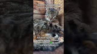 "Please donate"😼 #Cats #GreanHearts #YoutubeCats #RescueCats #SrayCat #AnimalRescue #Pets