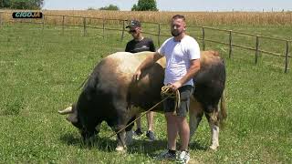 - Majetići Polažu Velike Nade U Svoga Ljubana I Očekuju Extra Borbu U Cazinu 2022