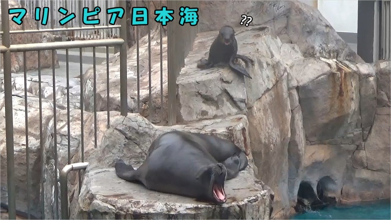 【マリンピア日本海】生後２ヶ月のトドの赤ちゃん