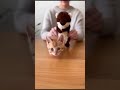 🐾Kitten looking for attention♥️