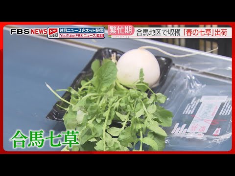 「合馬七草」出荷のピーク　ことしは生育が順調　1月2日ごろからスーパーなどで販売へ　北九州市