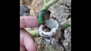 The Scale Of Baby Hummingbirds Vs A Human Hand