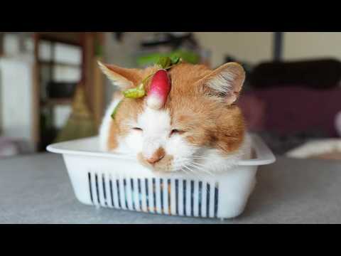 二十日大根 のせ猫 2026 260606 - YouTube