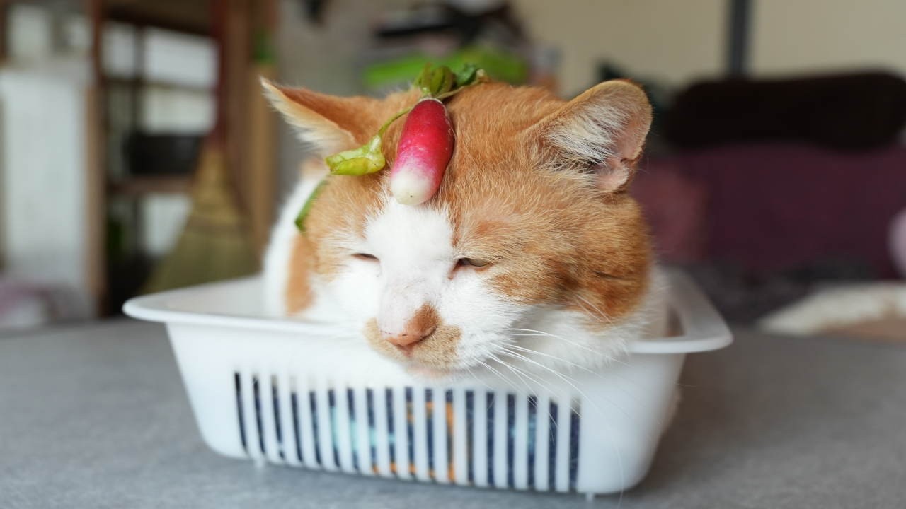 二十日大根 のせ猫 2026 260606 - YouTube