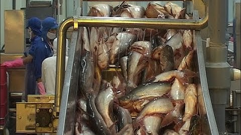 Xuất khẩu cá tra tăng mạnh