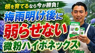 【微粉ハイポネックス】根を育てるなら今！梅雨明け後に弱らせない活用法【園芸の基本】【園芸塾】【ハイポネックス】
