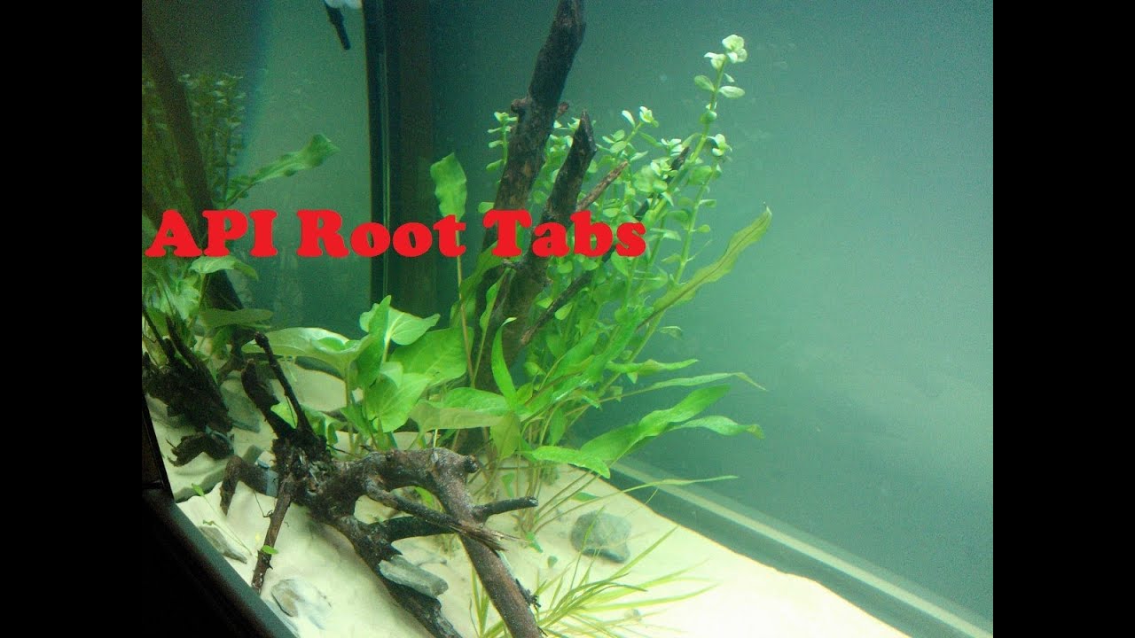 50 Gallon Update: 3 ( API Roots ) - YouTube