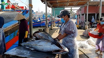 Nhức Mắt Xem Ngư Dân Bình Định "Trúng Đậm" Cá Ngừ Đại Dương Đầu Năm | Báo Dân Việt