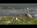 Nature: Shorebirds in South Carolina