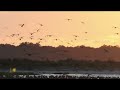 Nature: Shorebirds in South Carolina