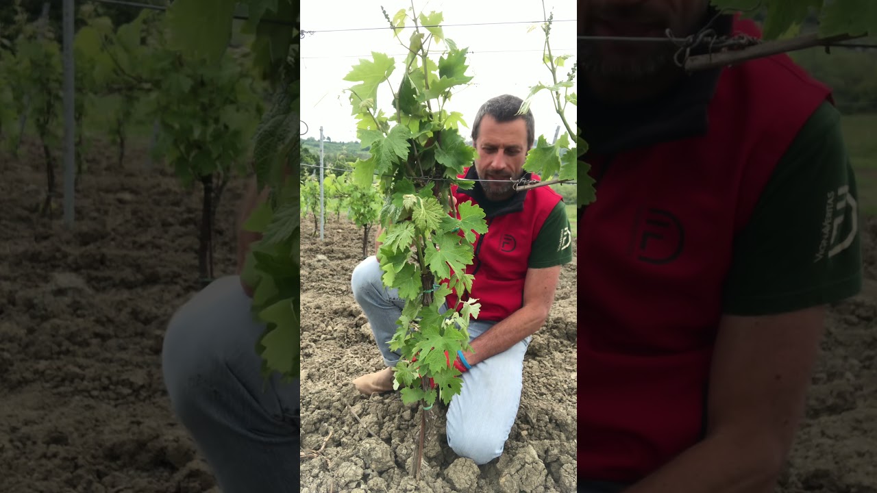 Guyot e scelta germogli