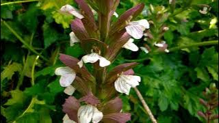 Bear's Breech (Acanthus mollis) | Erva Gigante