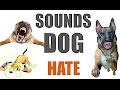 5 Sounds Dogs Hate All Time | HQ