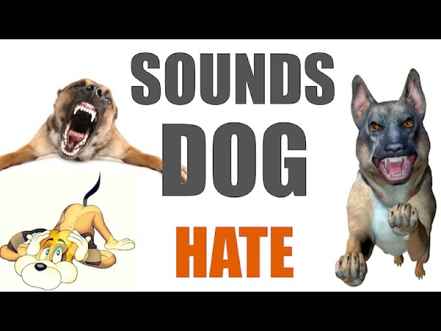 5 Suara yang Dibenci Anjing Sepanjang Masa | markas besar class=
