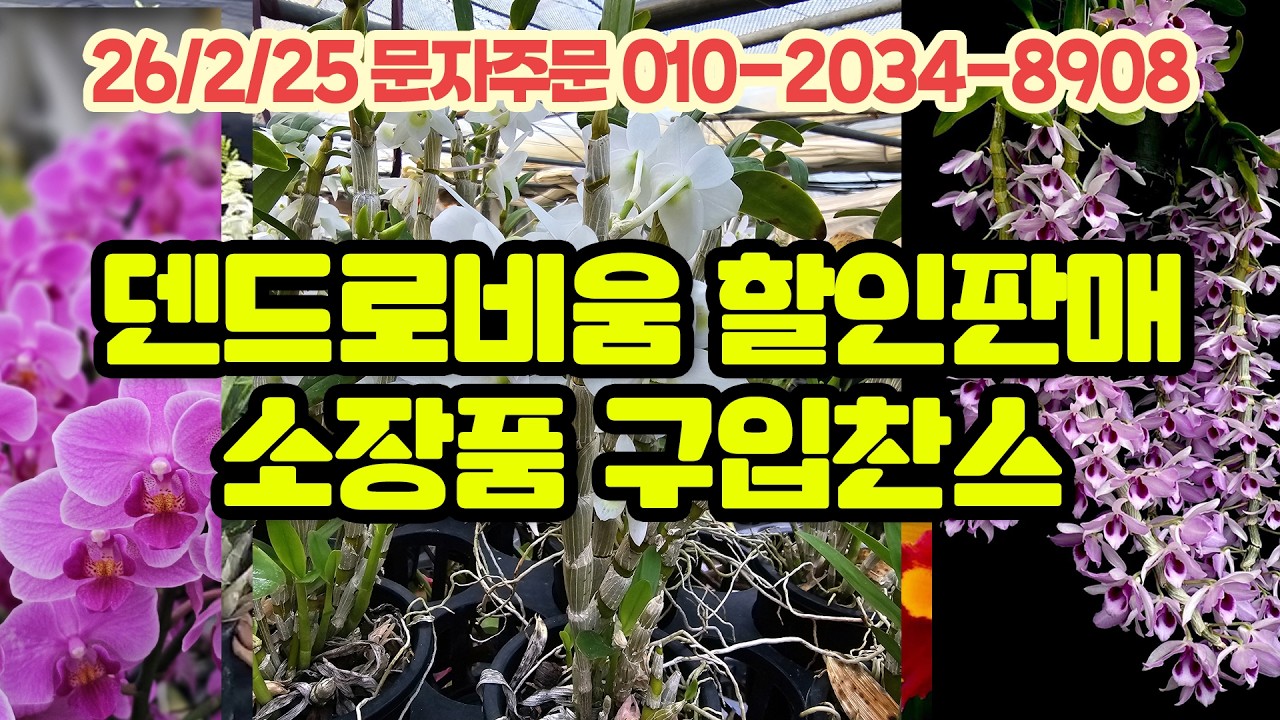 2월 25일 할인 판매 방송 덴드로비움 특집 소장품 양도