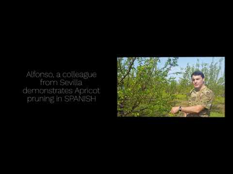Apricot pruning