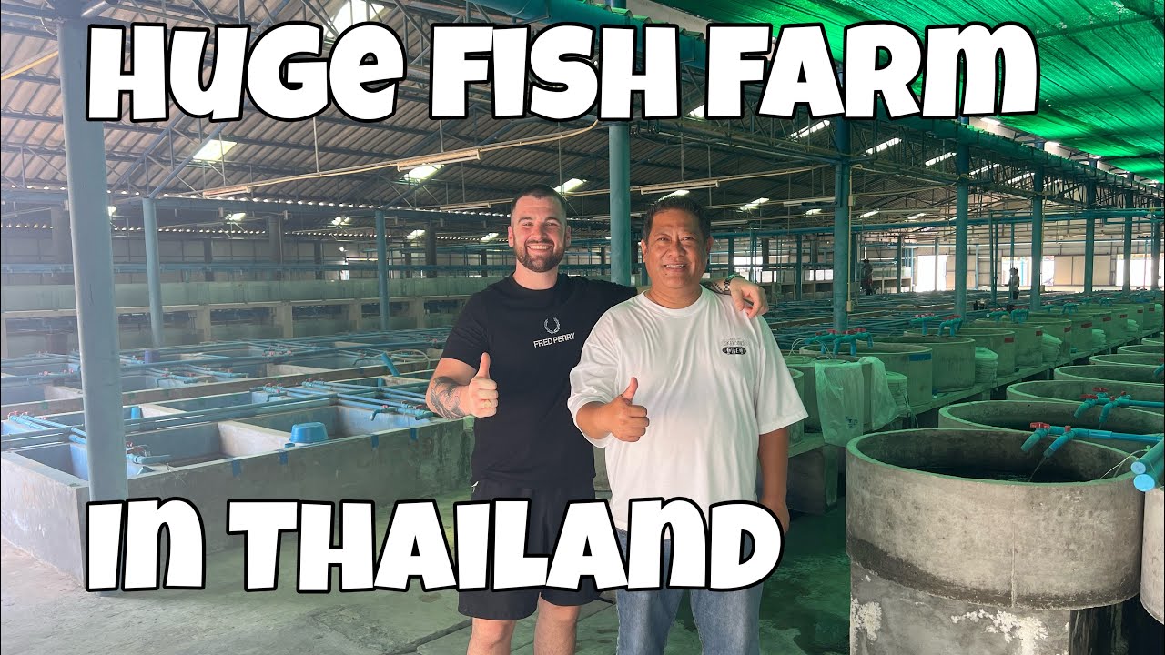 Huge tropical fish farm in Thailand! (Part 2 with Johnny)