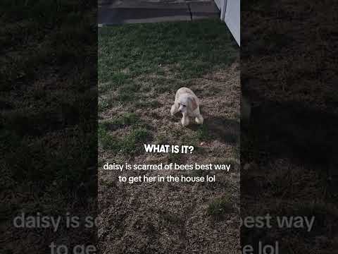His dog is scared of bees so he does this 😂