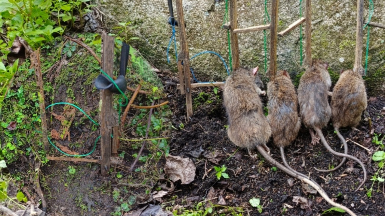 Cara Membuat Jebakan Tikus yang Sederhana tetapi Efektif untuk Menangkap atau Membasmi Tikus//DIY