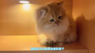 猫贩子1 5万卖只12色长毛金渐层公猫为什么说不挣钱