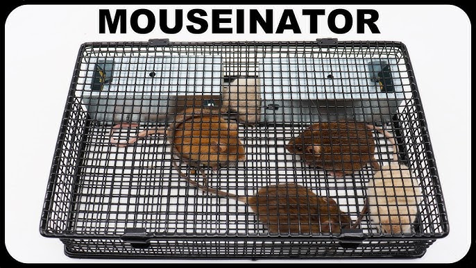 Why Rat X Is The Only Rat Poison I Will Ever Use - Safe & Effective -  Mousetrap Monday 