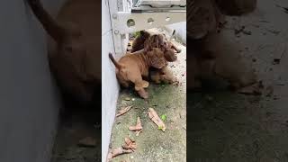 ตกใจหมดเลยแม่ #dog #puppy #americanbully #pets