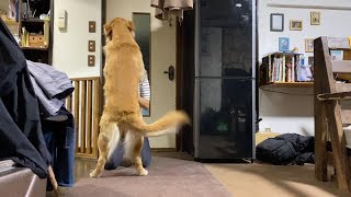 家の中に猛獣が居ます
