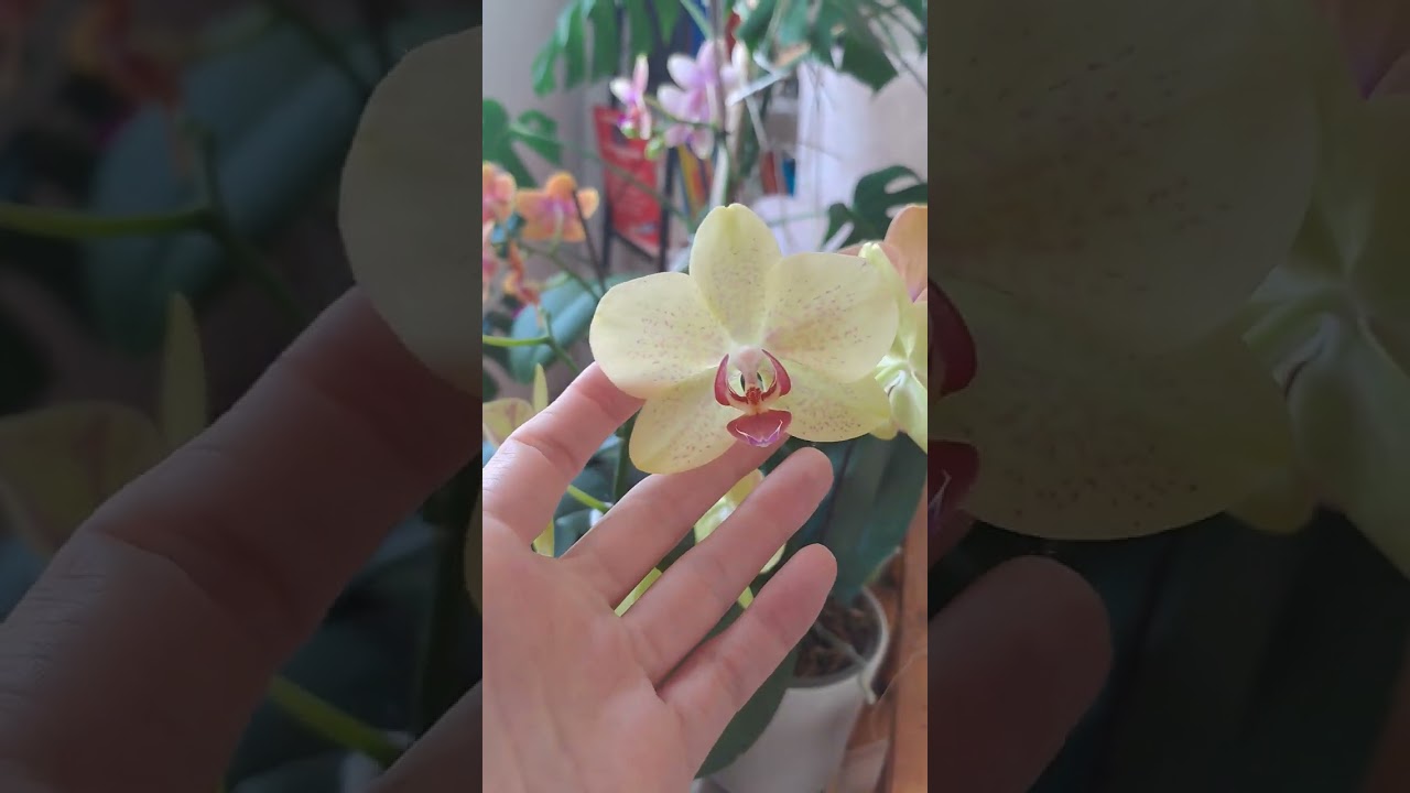 ÇİÇEKLENEN ORKİDELERİMİN EN GÜNCEL HALLERİ