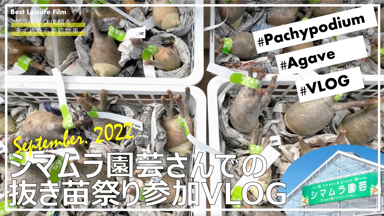 VLOG】シマムラ園芸さんでグラキリス抜き苗イベントに参加 - MY BEST