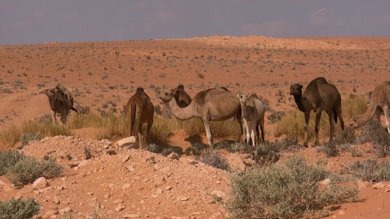 Camel view