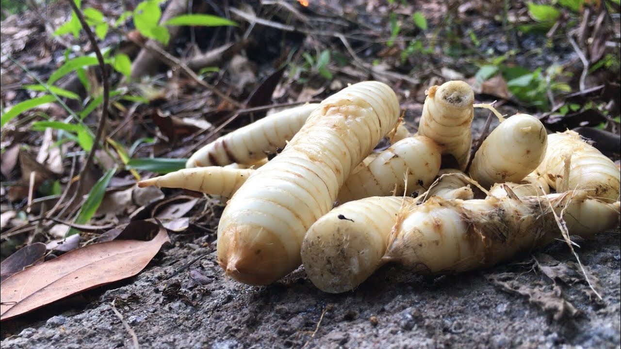 TANAMAN SERIBU KHASIAT, Makanan Hutan yang Wajib Diketahui