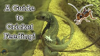 How to Feed Crickets to Your Pet Reptile or Amphibian! 🦎🐸 - Size, Amount, and Calcium Dusting! 🦗