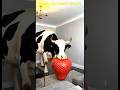 Marvelous Dancing Polish Cow funny Peacock strawberry asmr cow dance Cow Videos animal funny video
