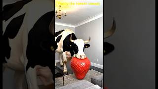 Marvelous Dancing Polish Cow funny Peacock strawberry asmr cow dance Cow Videos animal funny video