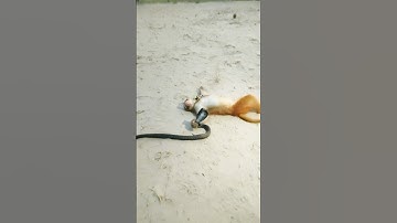 monkey vs Cobra #kingcobra #monkey #kingsnake #animals #cobravsmongoose #snake #cobra #Naag
