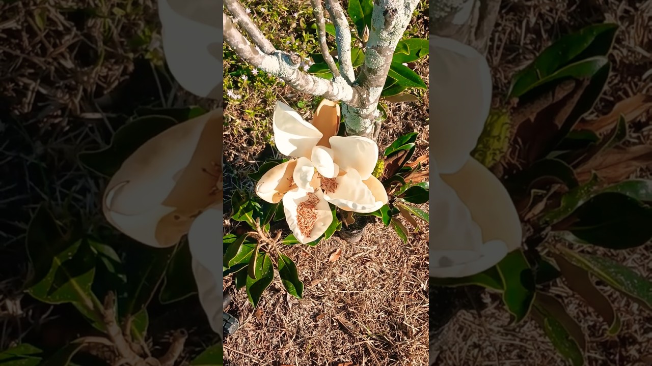 🌸 Flower Buds on a Magnolia Tree in Winter. Florida, USA 🌸 
