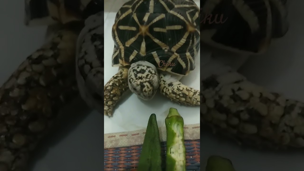 @chiku shorts video🌹🌹🌹