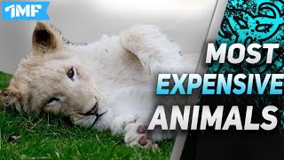 TOP 10 MOST EXPENSIVE ANIMALS IN THE WORLD 2020