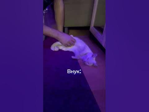 Когда внуки? 🤯 #кот #внук #прикол - YouTube
