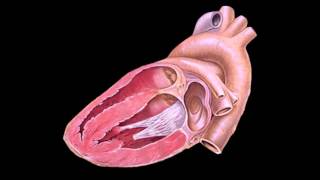 STS University Course 6: ICU/ECHO