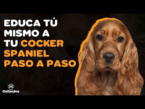Video: Comportamiento de Cocker Spaniel Inglés y consejos de entrenamiento de obediencia