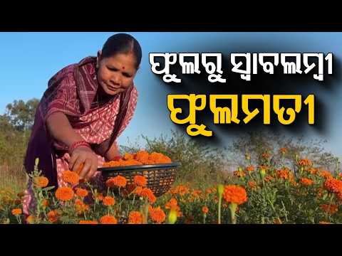 Inspirational Success Story: Woman Farmer Earns Lakhs From Marigold Farming | Sambalpur | Argus News