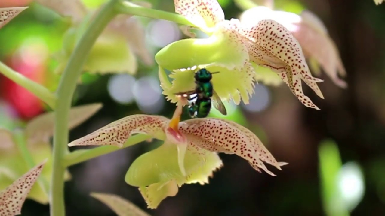 Catasetum   polinização