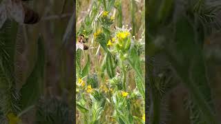 Busy Bee