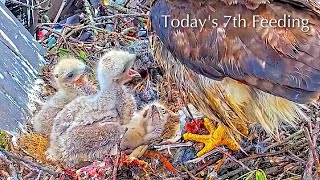 #126🦅🐥13°🐥12°🐥8°(✝️🐣)／Cornell US🇺🇸Red-tailed Hawk Nest 2026／Big Red💗Arthur／by Cornell Lab Bird Cams